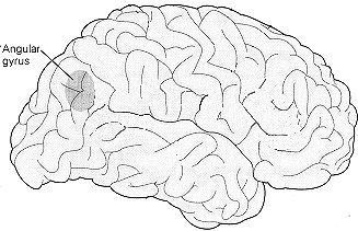 The Angular Gyrus is located on the surface of the brain close to the temporal lobes.